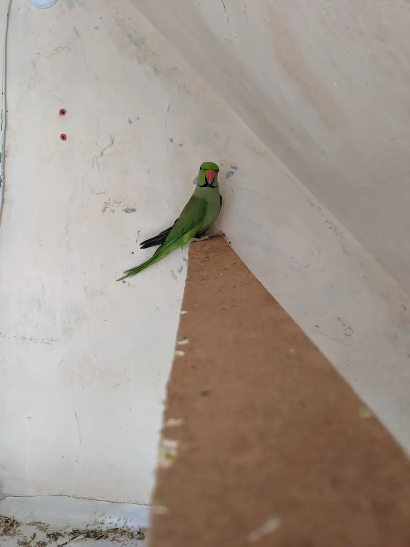 green parrot — photo 4