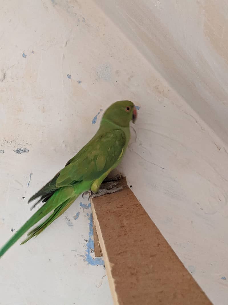 green parrot 4