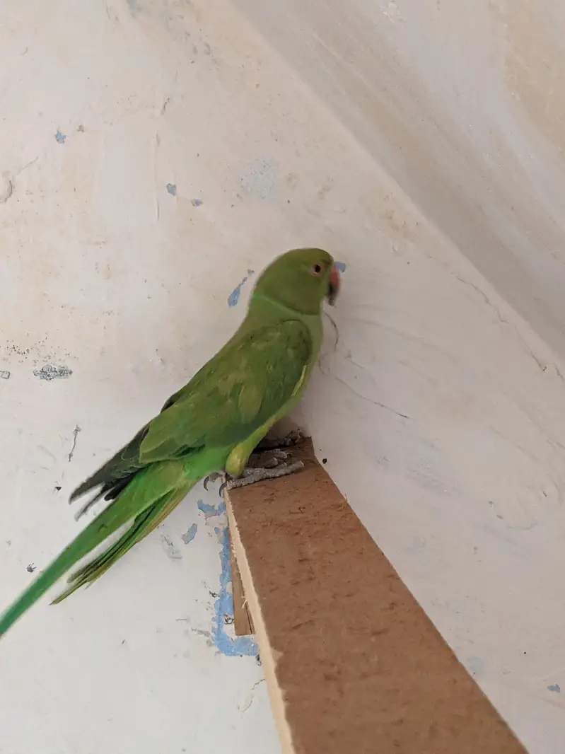 green parrot — photo 5