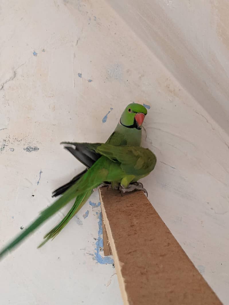 green parrot 5