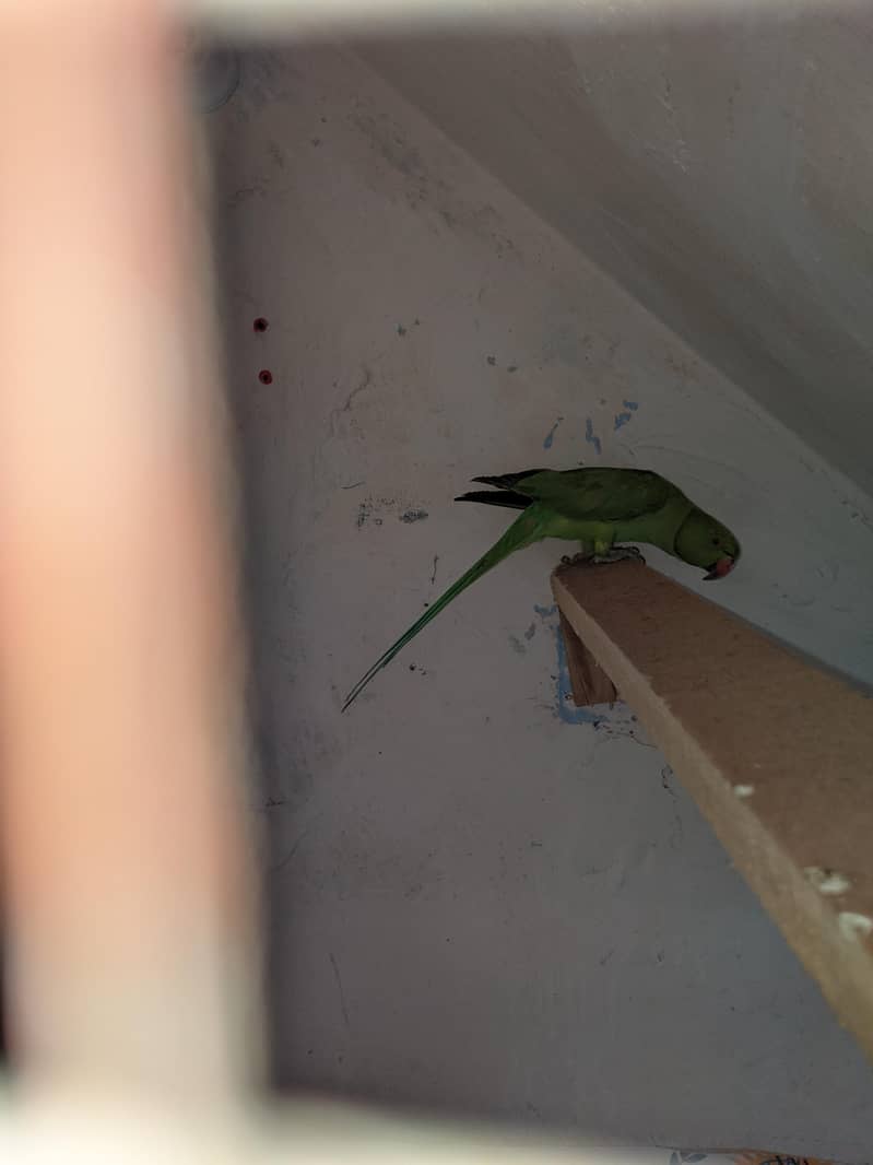 green parrot 6