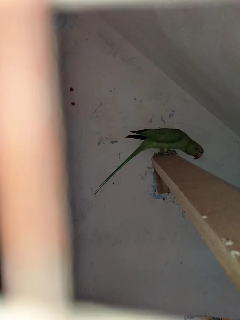 green parrot — photo 7