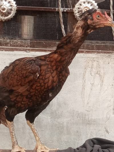 behtarin quality kshetriya murgi