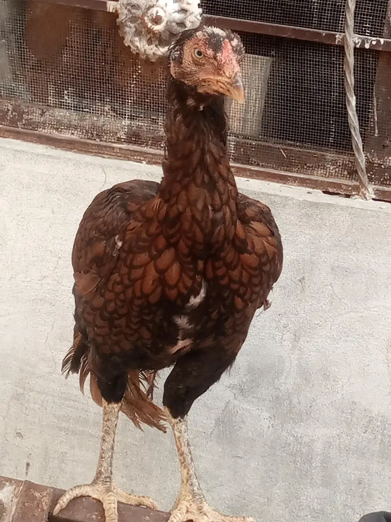 behtarin quality kshetriya murgi — photo 2