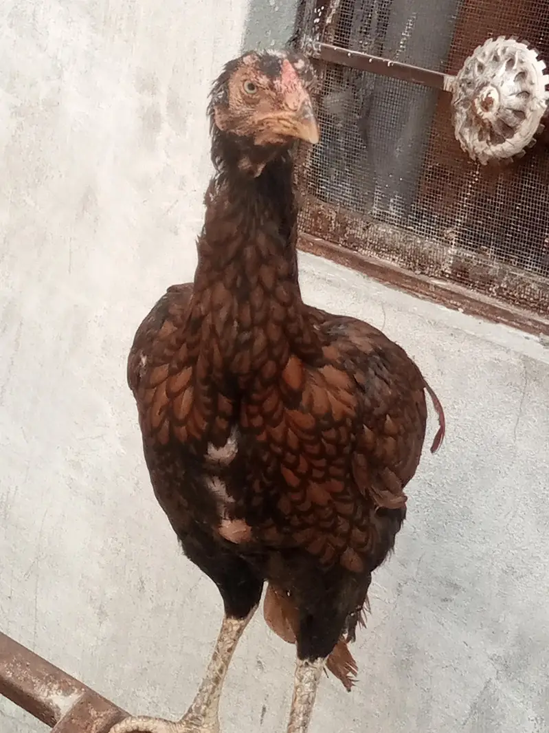 behtarin quality kshetriya murgi — photo 3