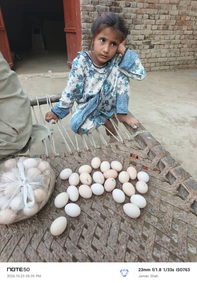 Pure ghar ka Desi Eggs available