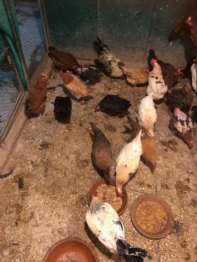 Golden Misiri Hens