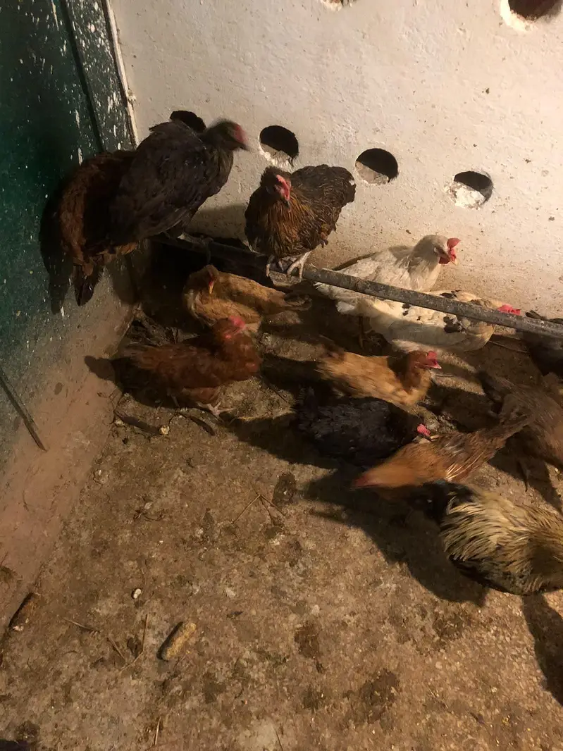 Golden Misiri Hens — photo 2