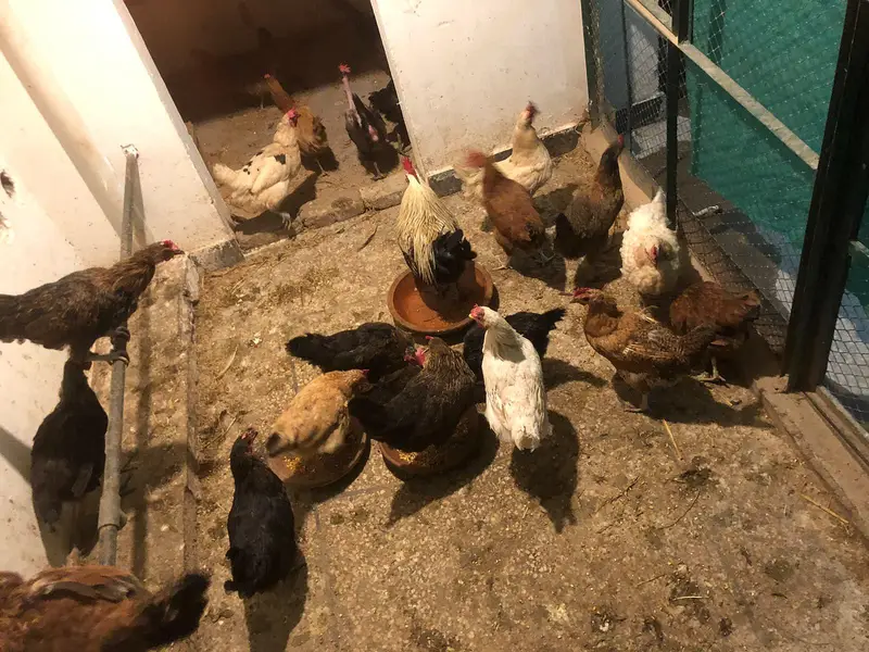 Golden Misiri Hens — photo 3
