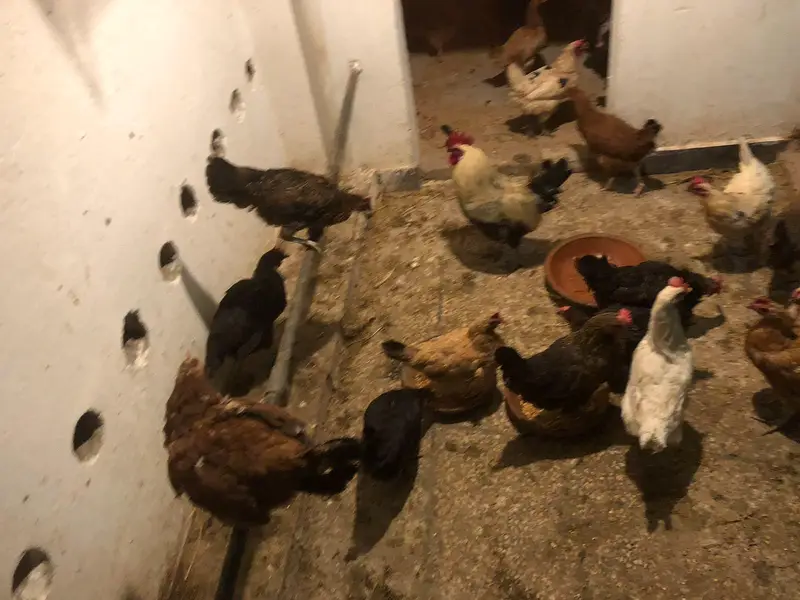 Golden Misiri Hens — photo 4