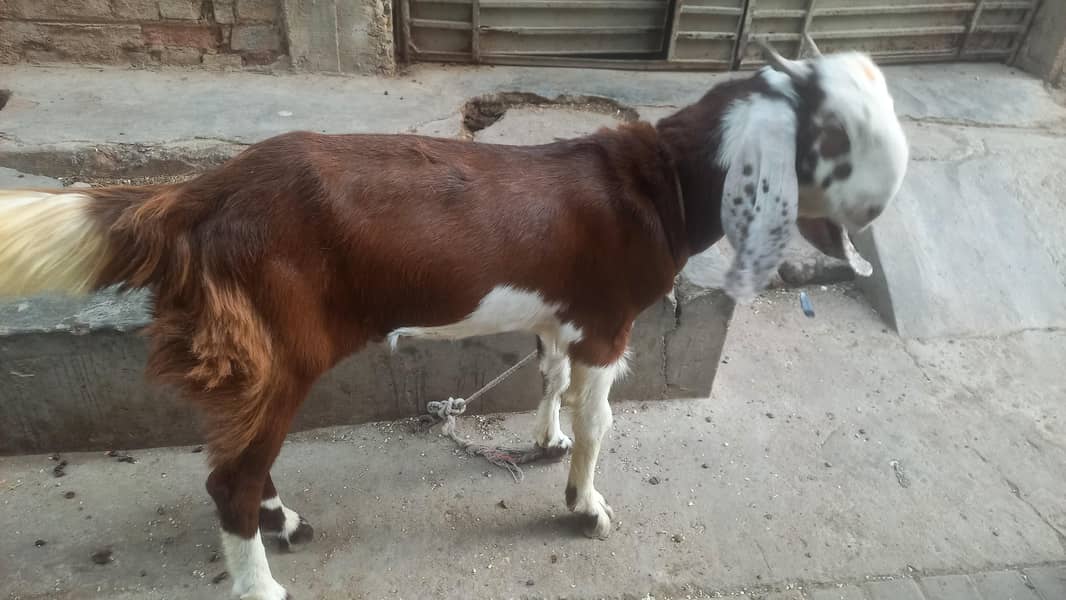bakra andu 0