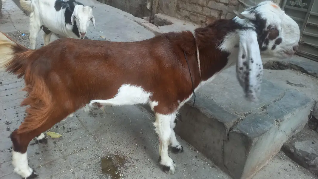 bakra andu — photo 2
