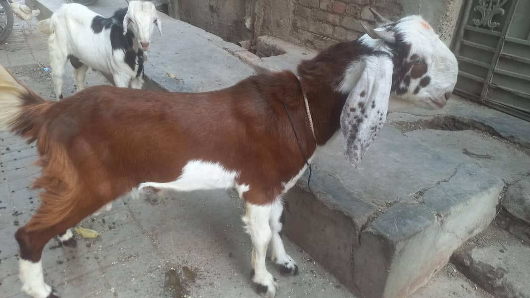 bakra andu 2