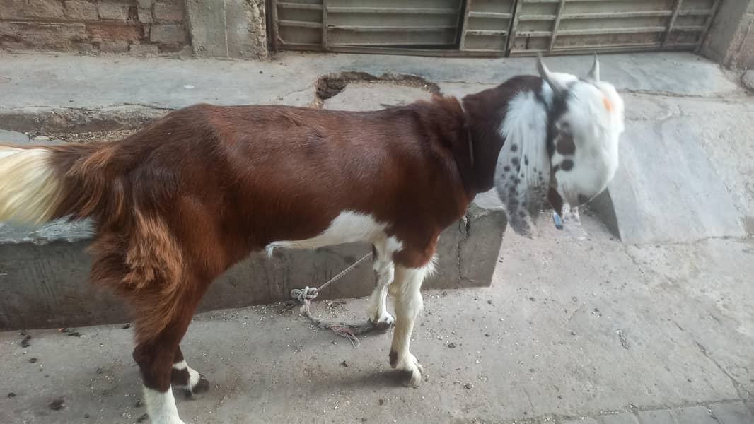bakra andu 3