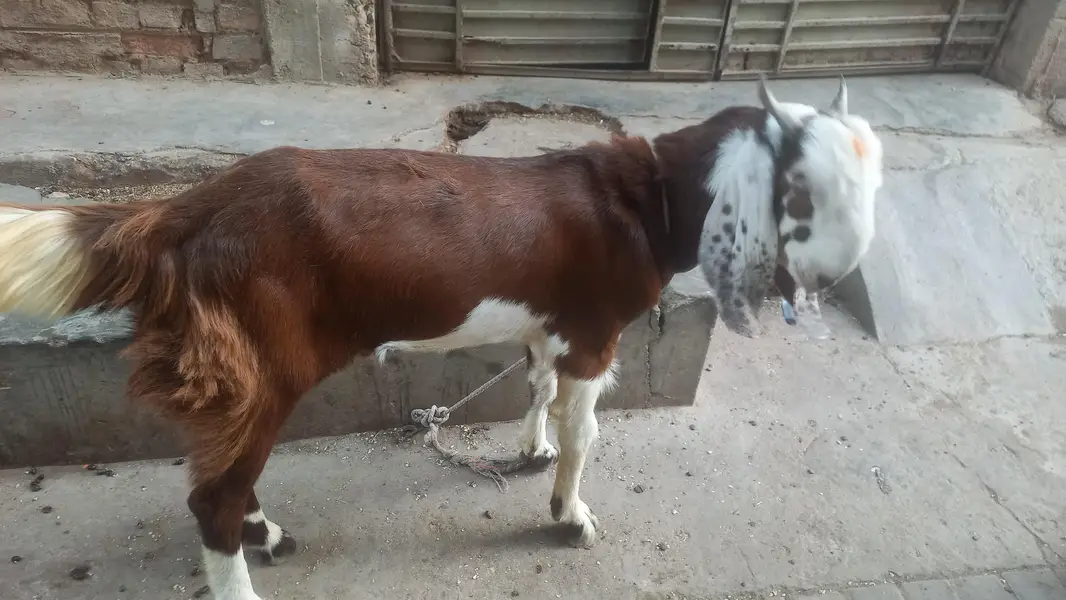 bakra andu — photo 4