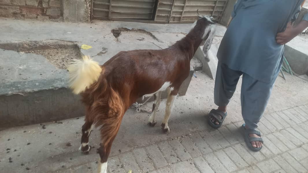 bakra andu 4