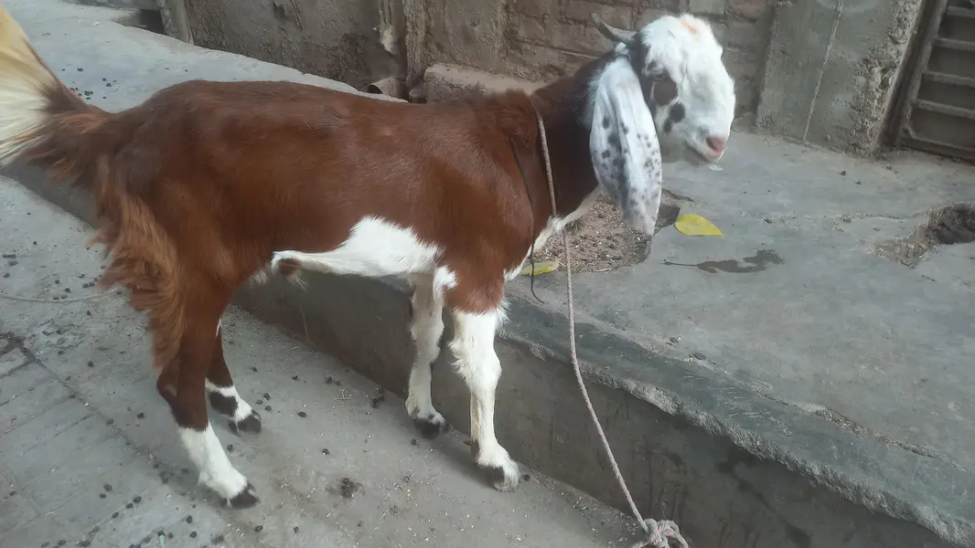 bakra andu — photo 6