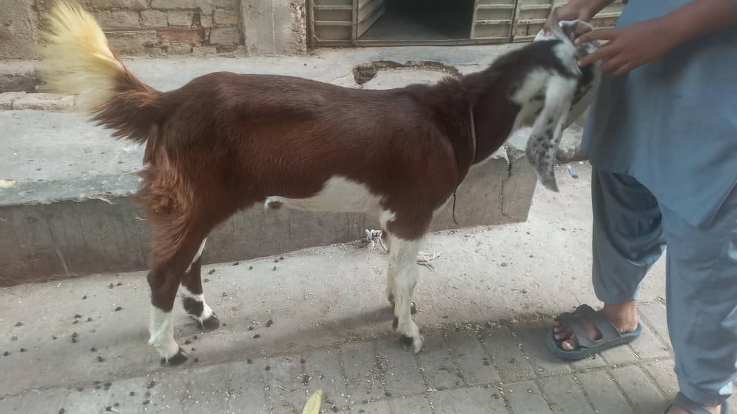 bakra andu 6