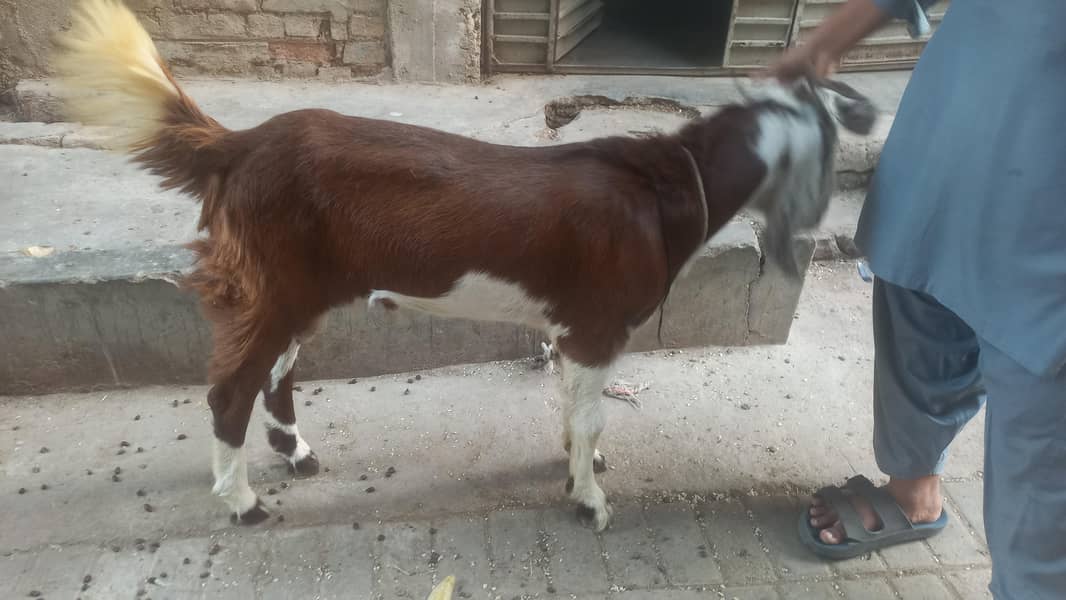 bakra andu 7