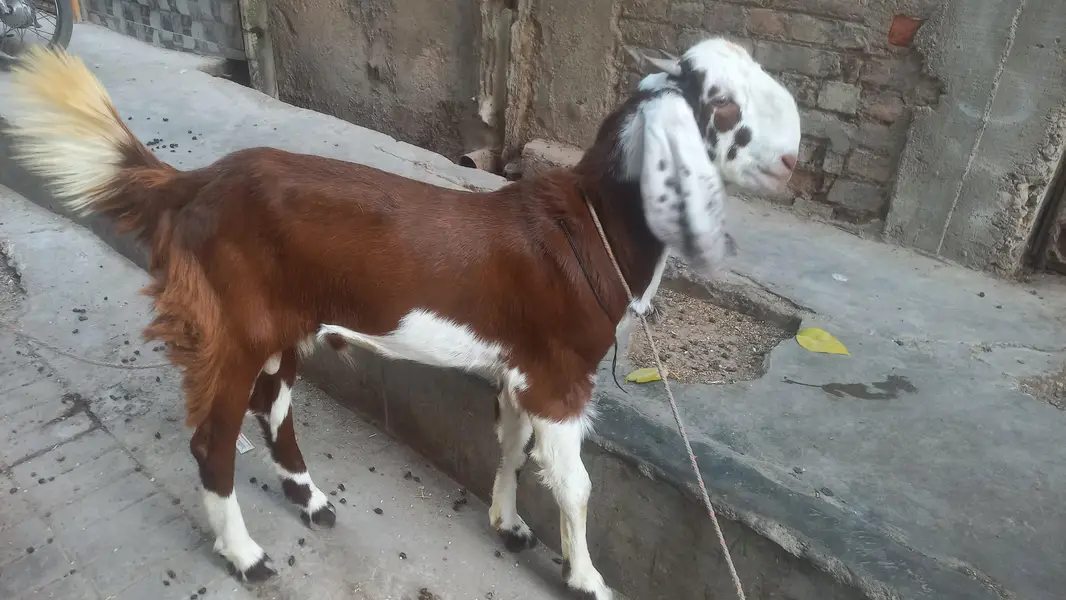 bakra andu — photo 9
