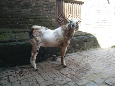 2 dant andal bakra