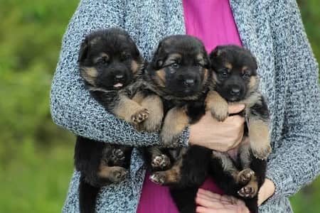ROYAL BLOODLINE | TOP-QUALITY | GERMAN SHEPHERD FOR SALE AND EXCHANGE