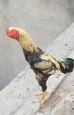 Jawa wetnami cros