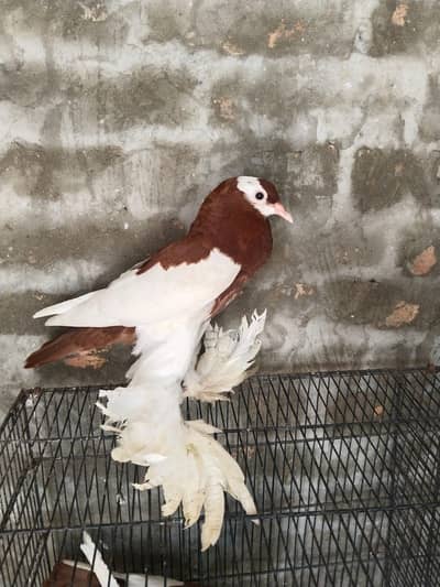 Rewerswing 26ring chix pair