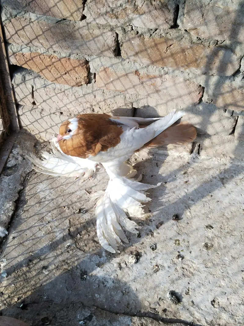 Rewerswing 26ring chix pair — photo 2