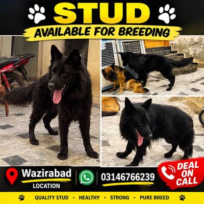 BLACK GERMAN SHEPHERD STUD AVAILABLE