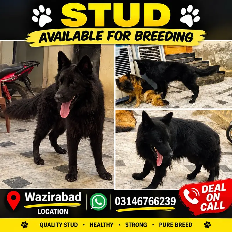 BLACK GERMAN SHEPHERD STUD AVAILABLE