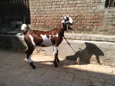 nagara path for sale kheeri ha abi