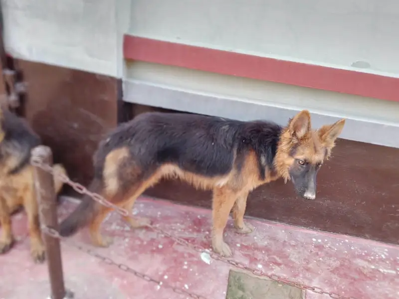 German shepherd Dogs