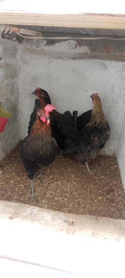 3 Golden Desi Hens for Sale – Healthy Condition