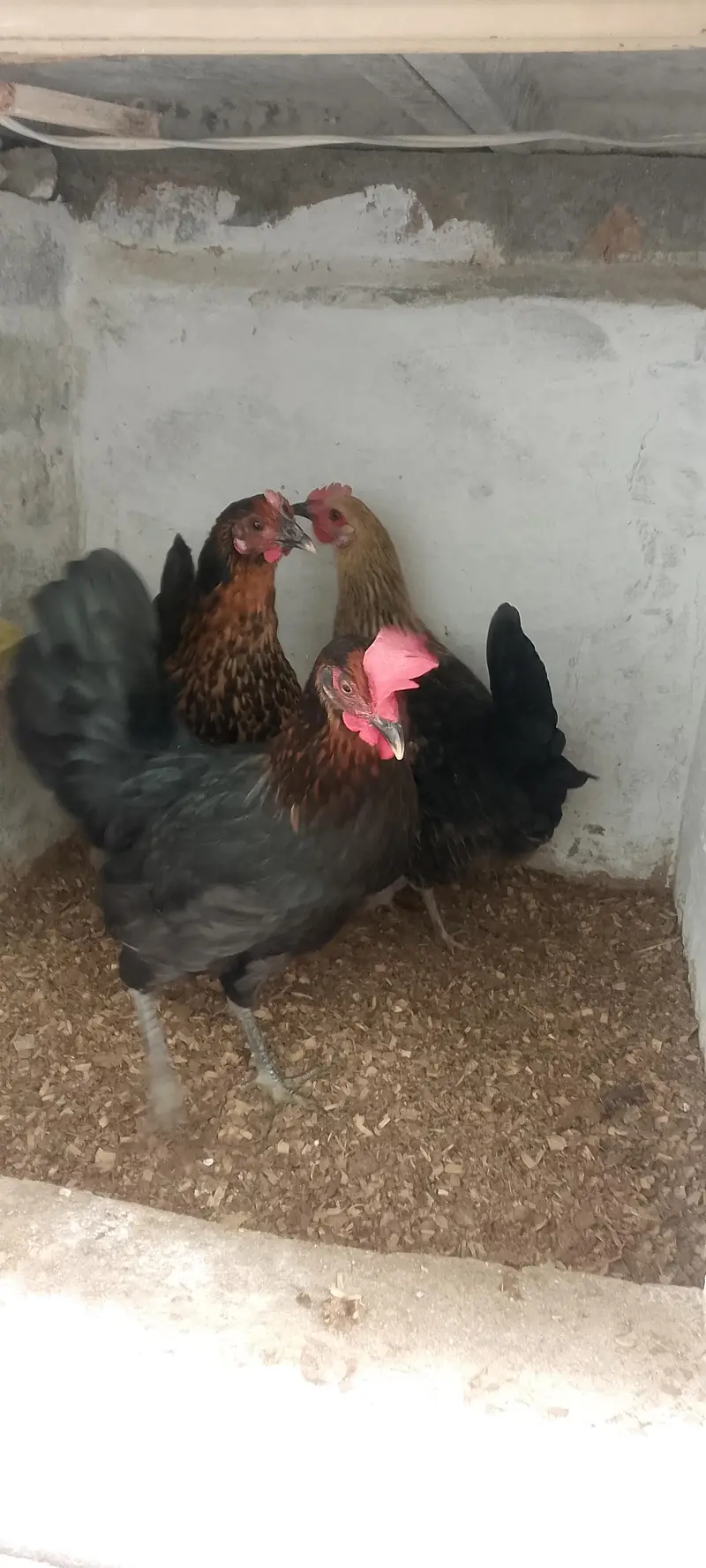 3 Golden Desi Hens for Sale – Healthy Condition — photo 2