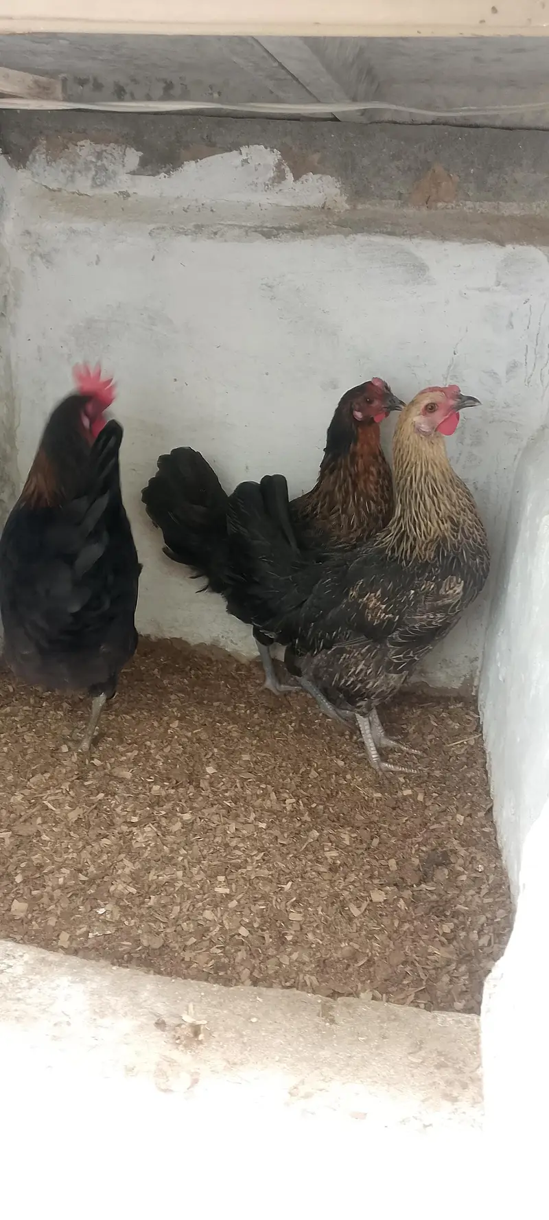 3 Golden Desi Hens for Sale – Healthy Condition — photo 3