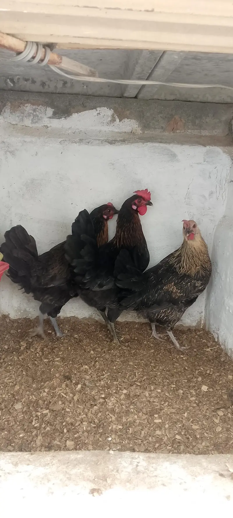 3 Golden Desi Hens for Sale – Healthy Condition — photo 4