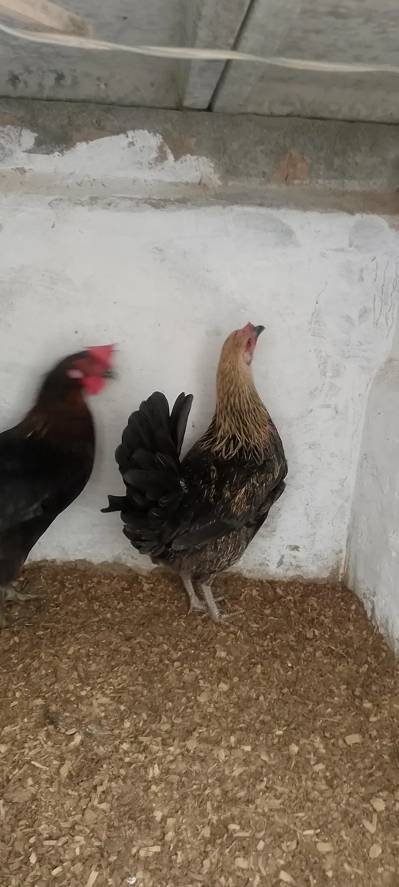 3 Golden Desi Hens for Sale – Healthy Condition — photo 5