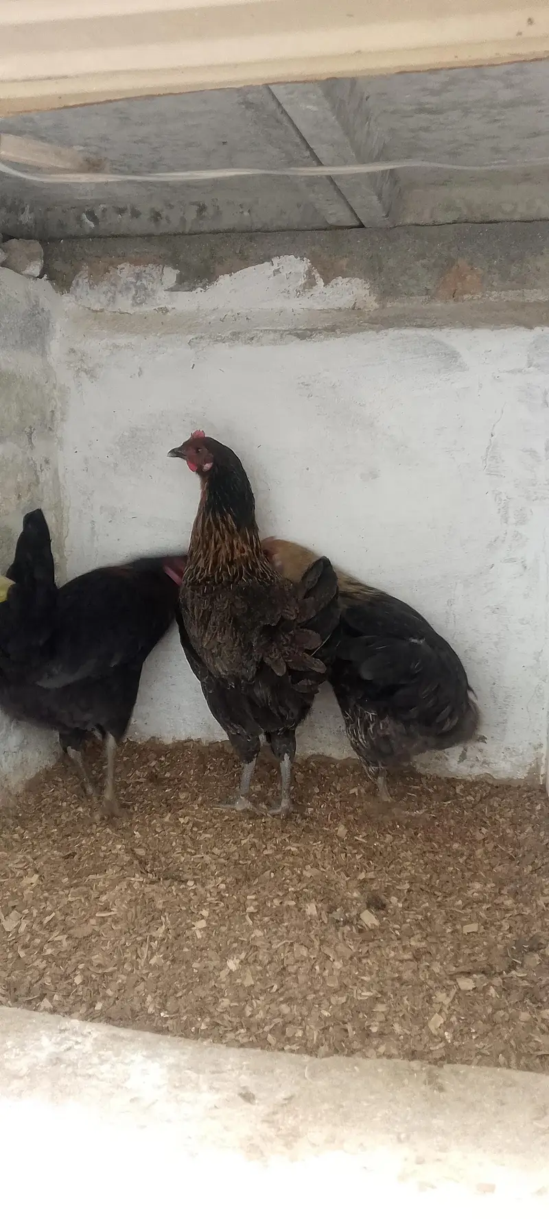 3 Golden Desi Hens for Sale – Healthy Condition — photo 6