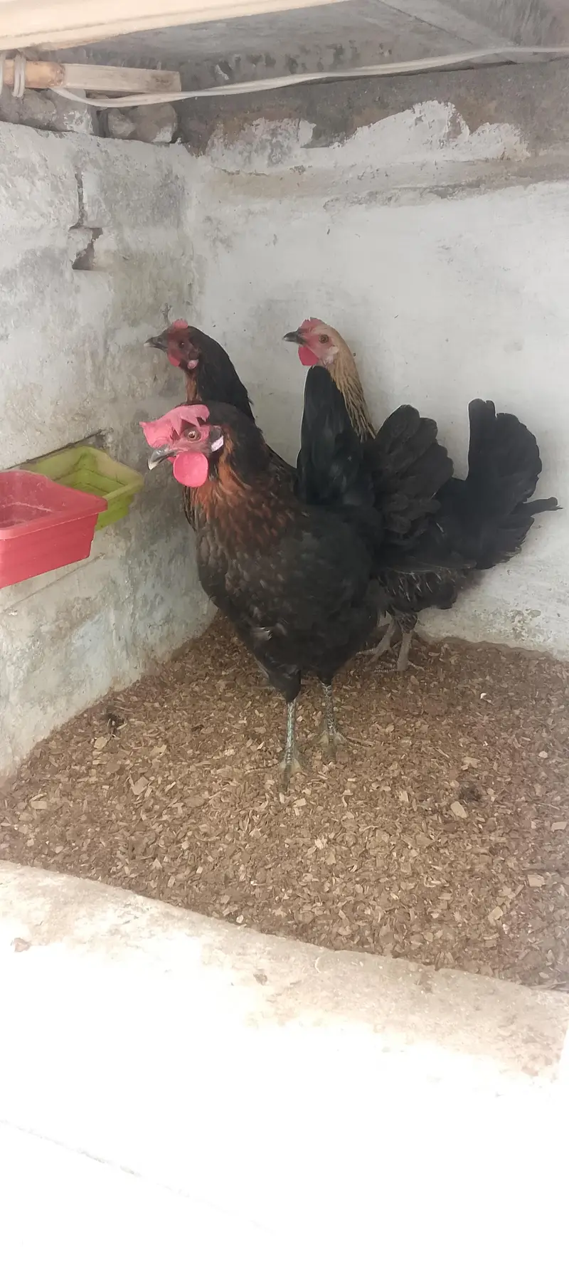 3 Golden Desi Hens for Sale – Healthy Condition — photo 7