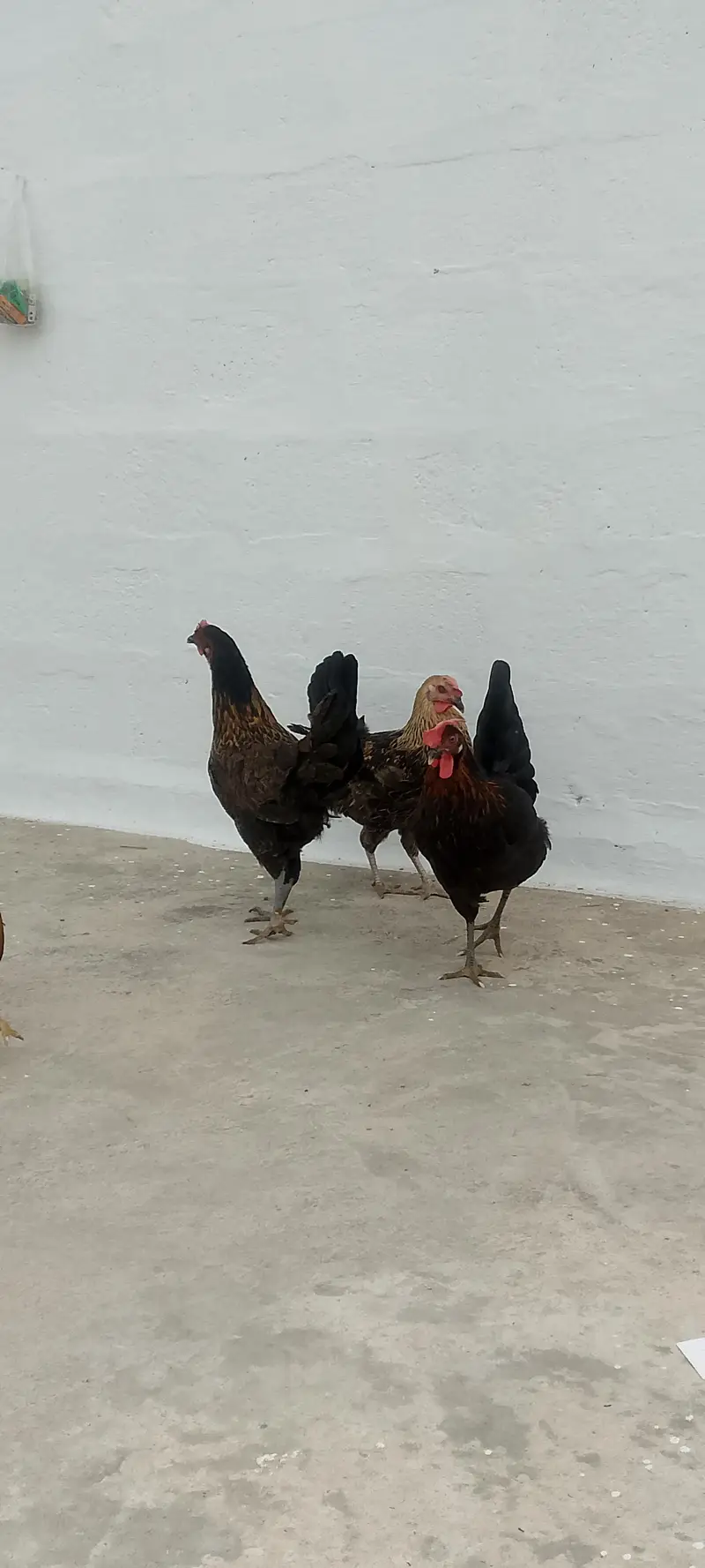 3 Golden Desi Hens for Sale – Healthy Condition — photo 8