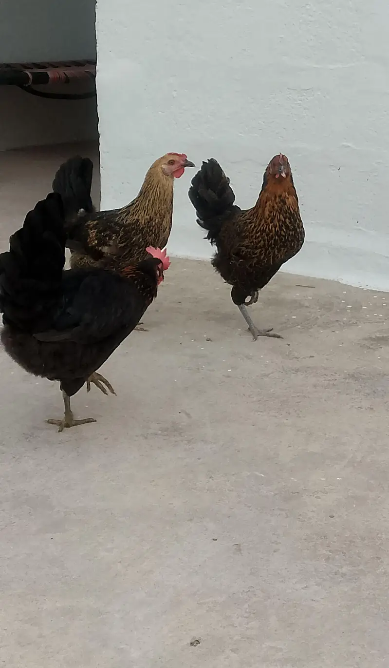 3 Golden Desi Hens for Sale – Healthy Condition — photo 9