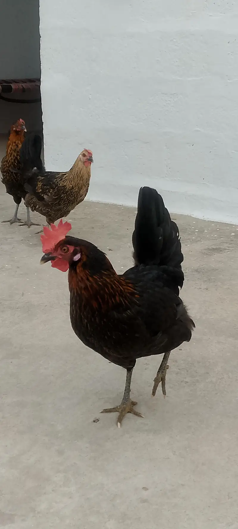 3 Golden Desi Hens for Sale – Healthy Condition — photo 10