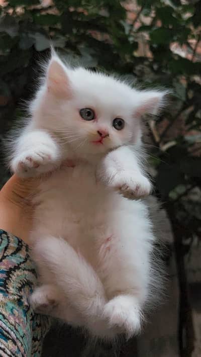 Double coated Persian cats