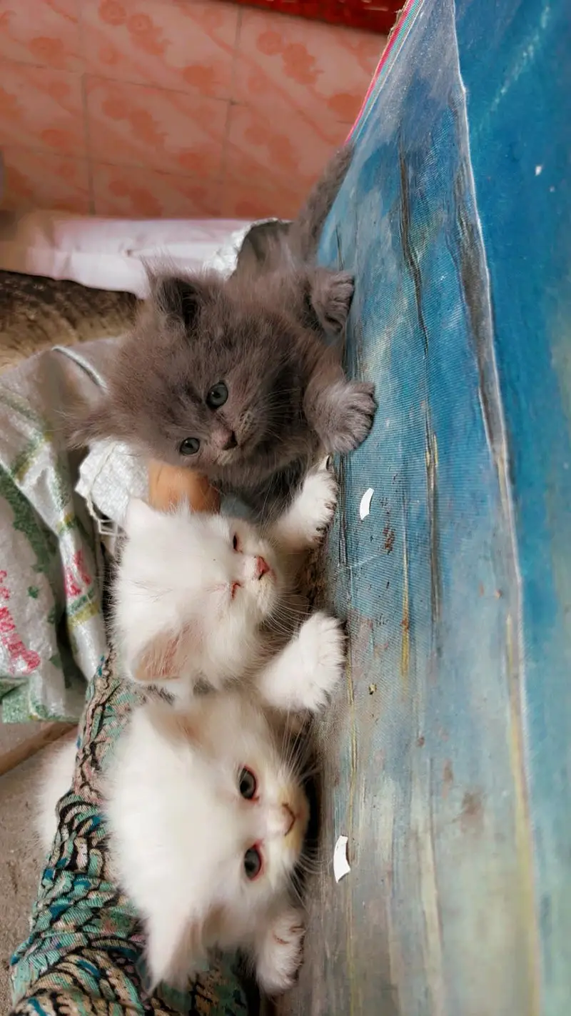 Double coated Persian cats — photo 2