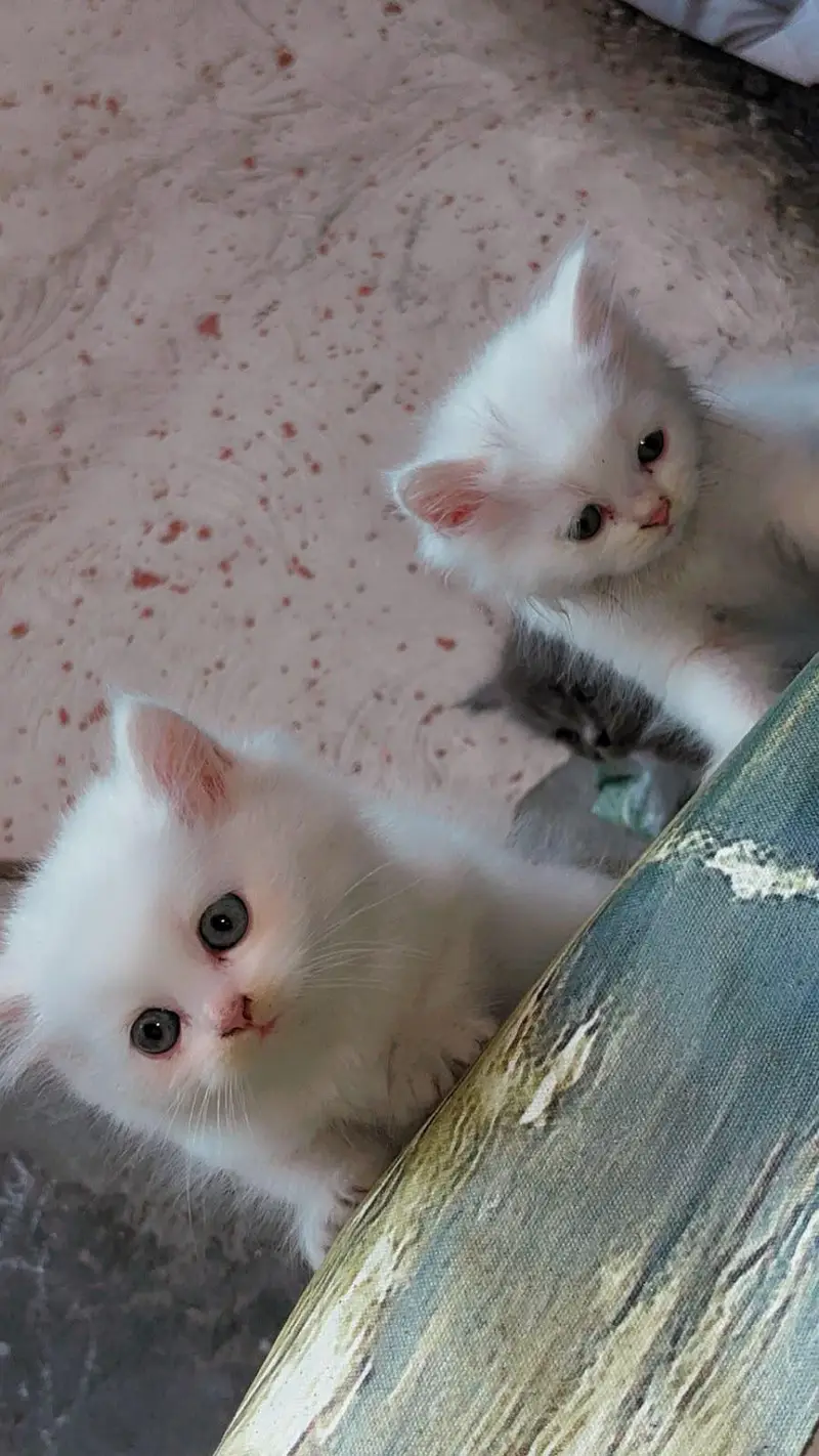 Double coated Persian cats — photo 3