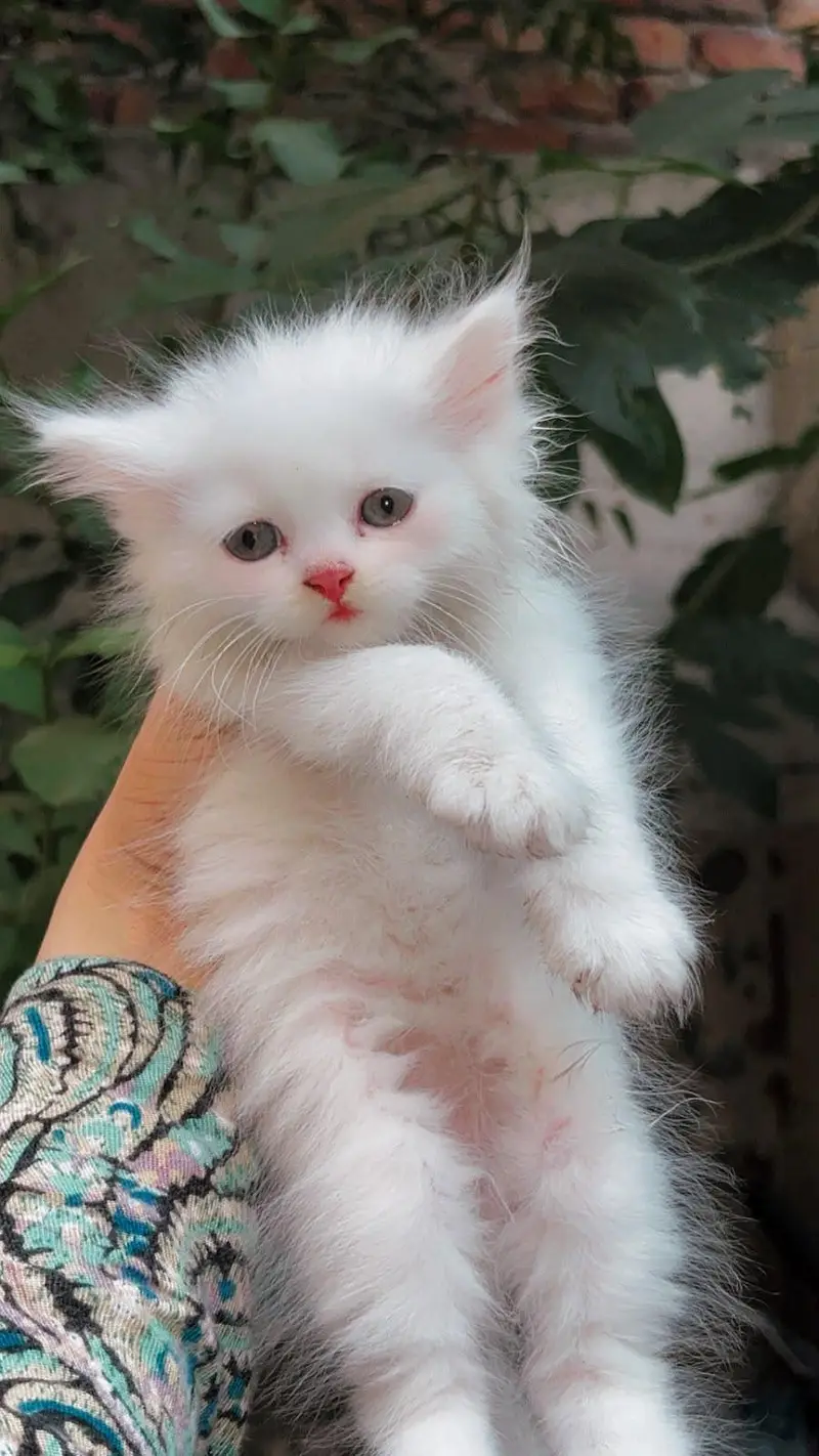 Double coated Persian cats — photo 4