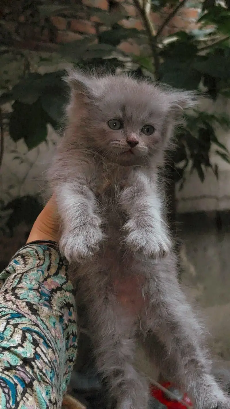 Double coated Persian cats — photo 5