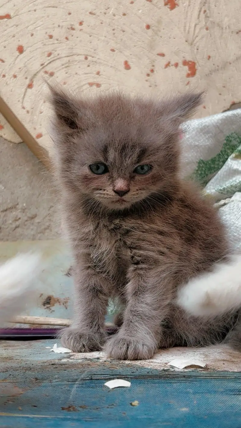 Double coated Persian cats — photo 6