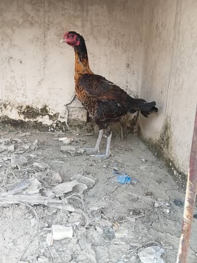 Burme Murge  ando ka lea ready ha whatsapp 03267558052